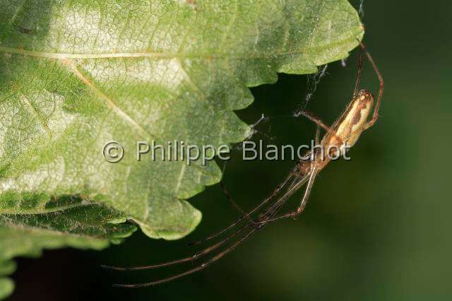 Tetragnathidae_tetragnatha extensa-4.JPG - France, Araneae, Tetragnathidae, Tétragnathe étirée (Tetragnatha extensa), femelle, 10 mm, Longjawed orbweaver